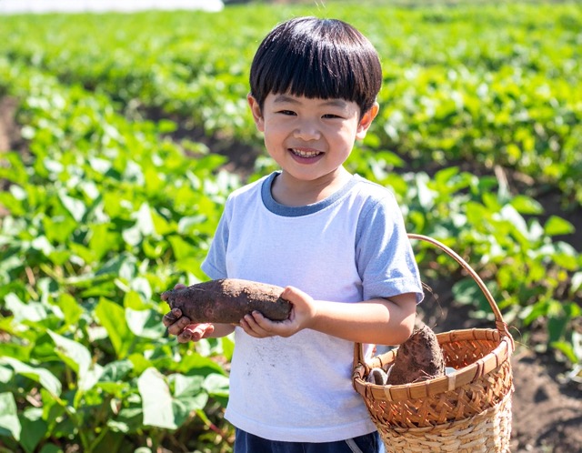 고구마 심는 시기, 방법, 수확, 모종 파는곳