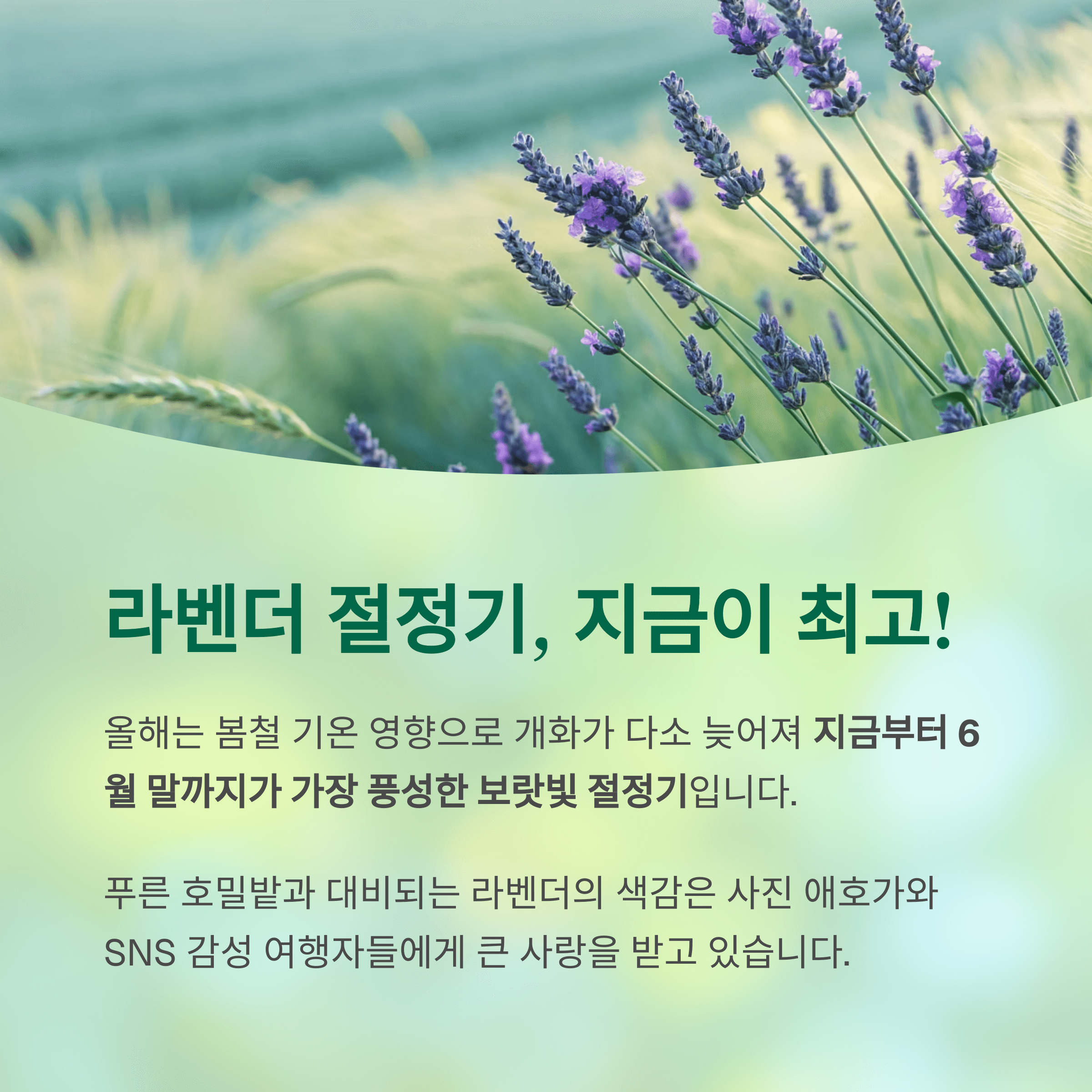 지금이 절정기인 고성 라벤더 꽃밭의 모습과 설명