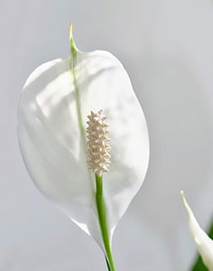 실내에서-키우기-쉬운-관엽-식물-스파티필름