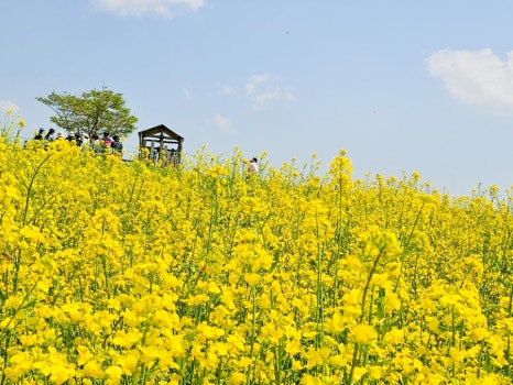 [4월~5월 축제] 고창 1박 2일 감성 여행❘청보리밭 축제, 고창 읍성, 선운사, 구시포해변 승마체험까지