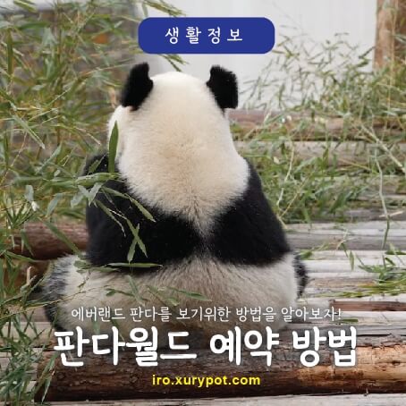판다의 뒷모습