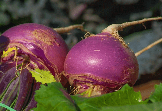 자주색을 가진 동그란 순무 2개가 나란히 있다. 몸통은 둥글고 잎은 초록색이다.