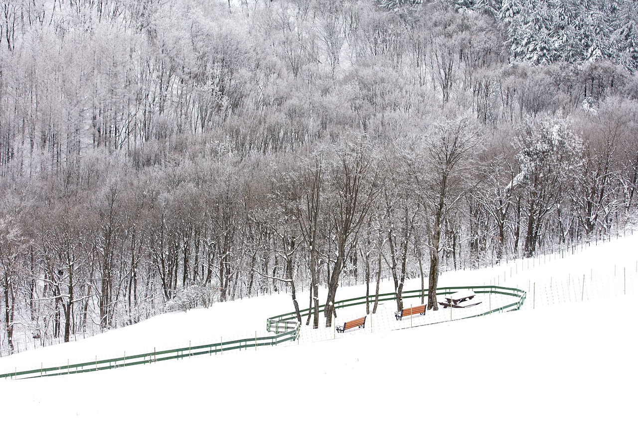 2월 여행지 추천 대관령 양떼목장