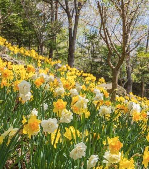 2025 화담숲 봄 수선화 축제