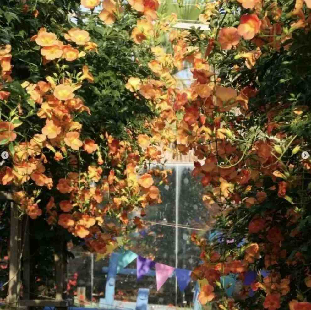 비체올린 능소화축제