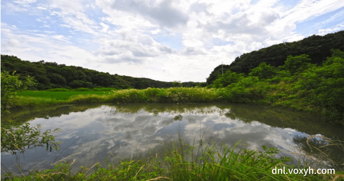 DMZ 내의 잘 보존된 자연 환경중 물웅덩이