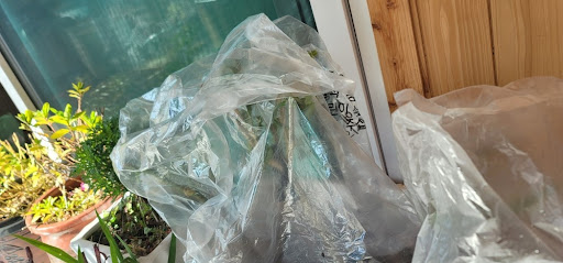 해가 든 곳에 고추 모종들이 비닐에 덮여 있는 모습