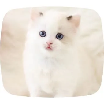 새끼고양이 질병 사료 접종_10
