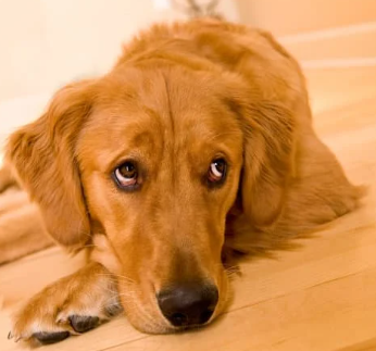 강아지 눈이 침침? 시력 테스트 5가지 및 저하 신호