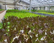 서유채농장-친환경채소