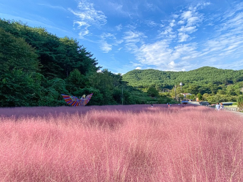 하동 북천 코스모스 핑크뮬리