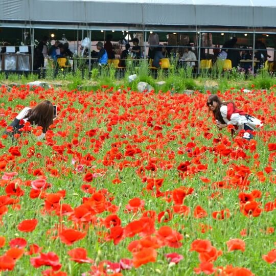 원주 용수골 꽃양귀비 축제