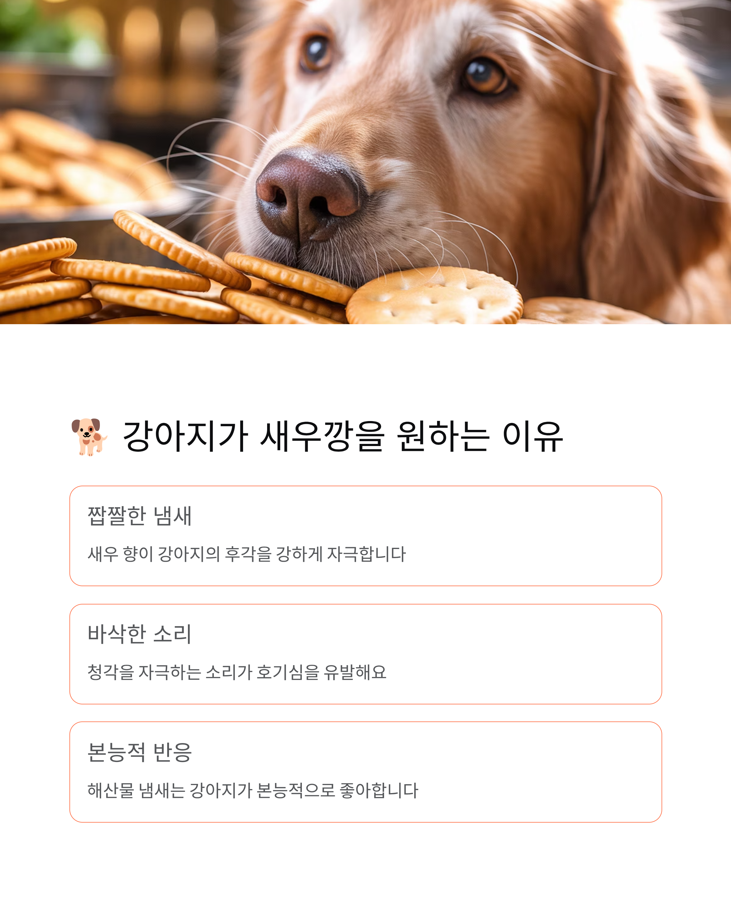 강아지 새우깡 먹어도 될까? 꼭 알아야 할 5가지 진실