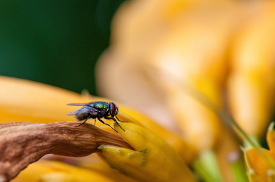초파리의 빠른 번식 주기
