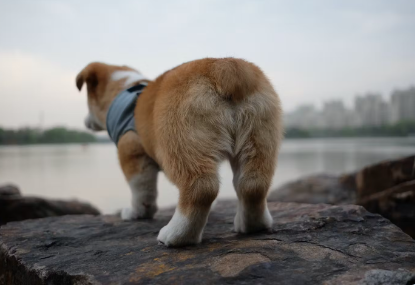 강아지 엉덩이