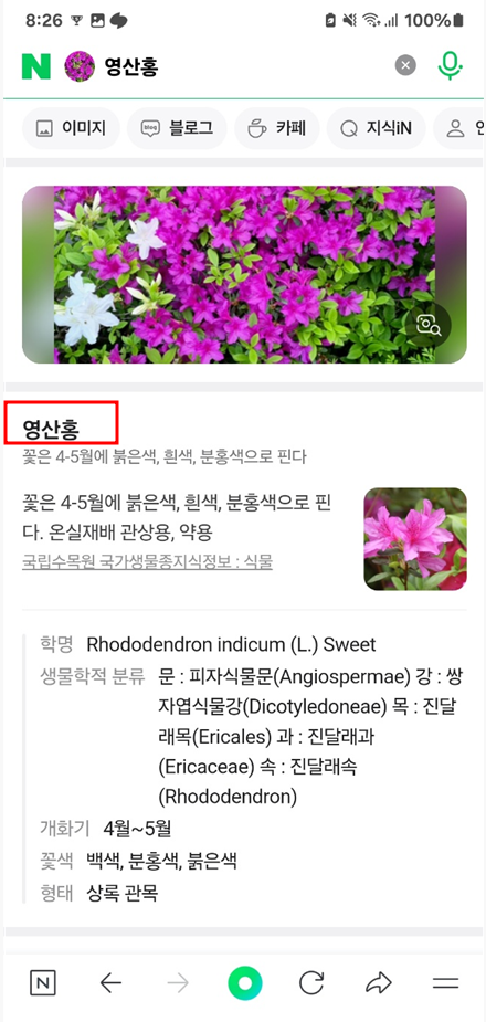 양산홍꽃이름