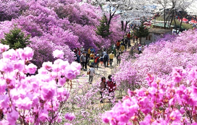 안전 속에서 꽃 피운 지역 봄축제 '부천 원미산 진달래축제'