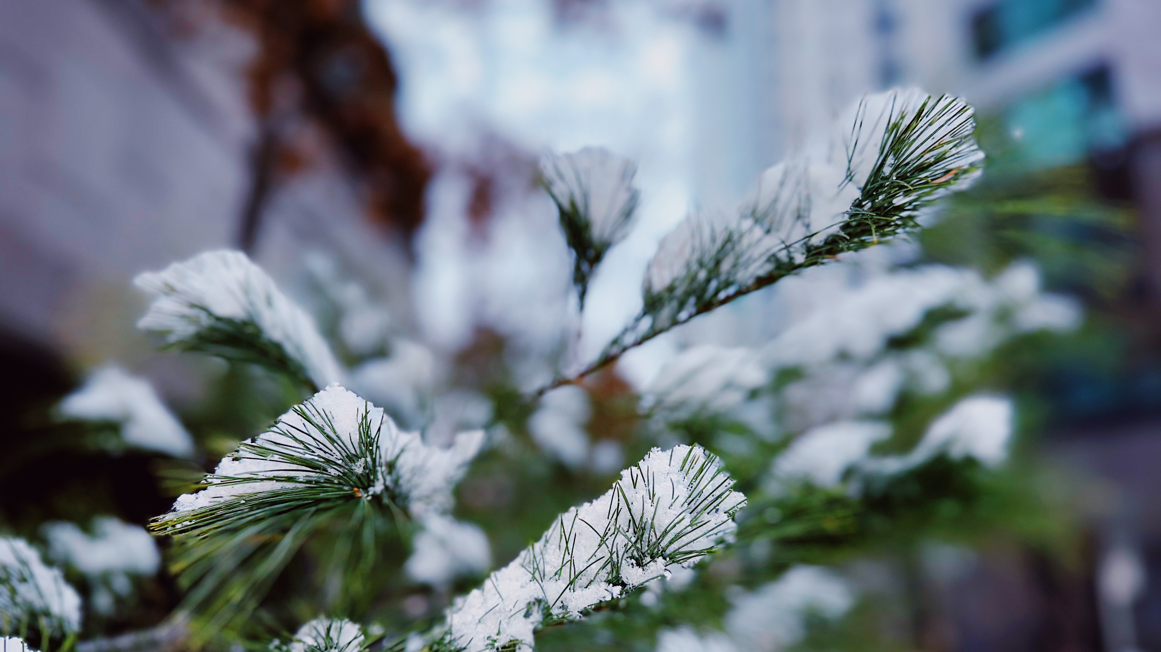 snow4
