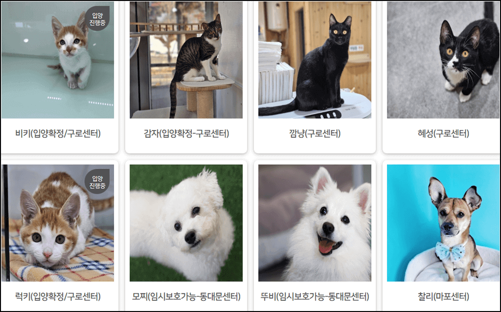 반려견 입양