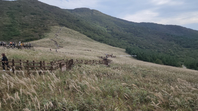 영남알프스-신불산-간월재-억새축제-억새산행-포토존