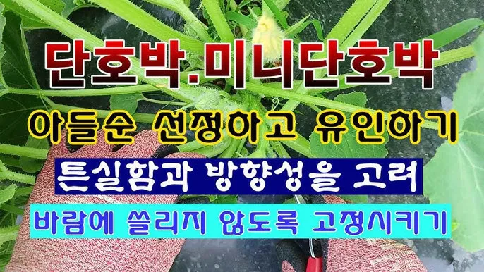 단호박 재배 직파 요령 덩굴 유인 당도 관리_7