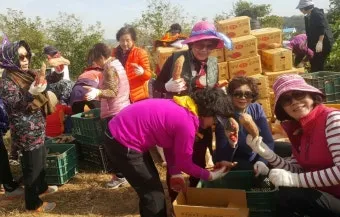 당진해나루황토고구마 홍보판촉행사 축제 장소로 안내_25