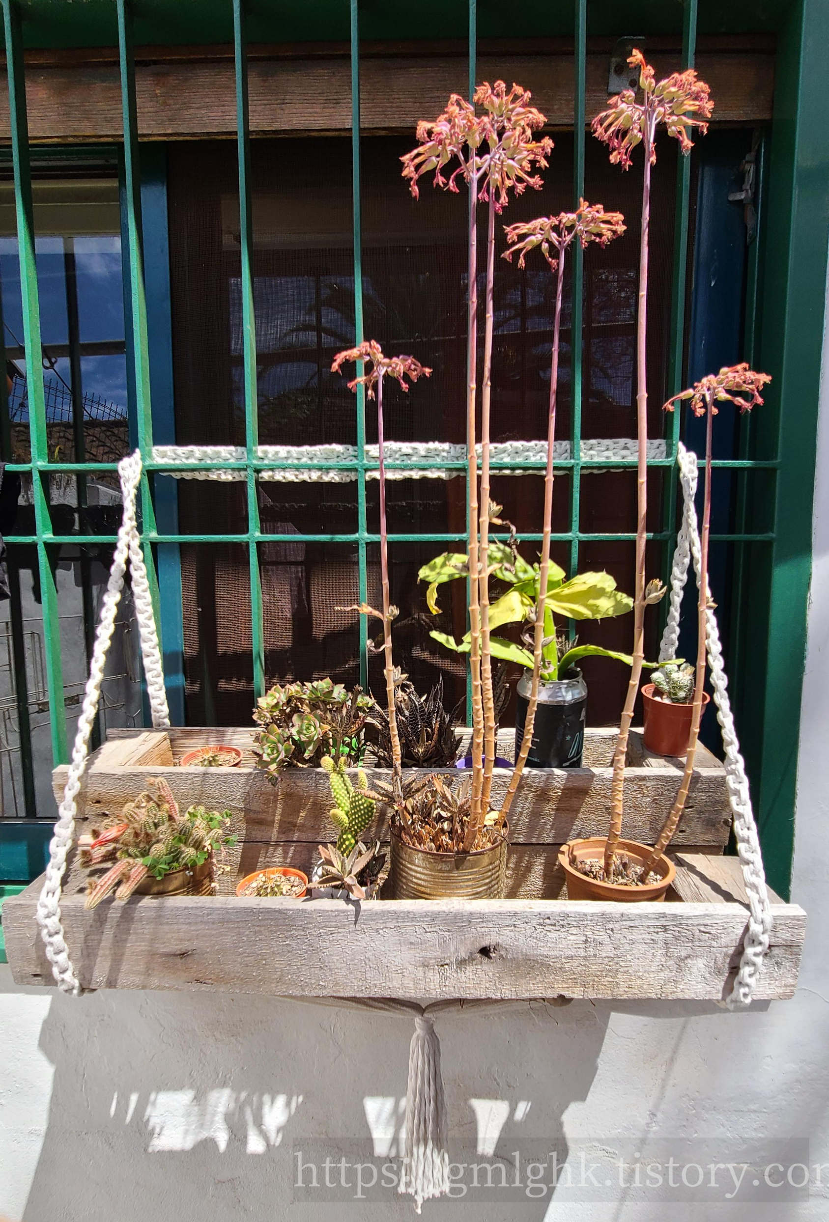 마크라메 다육이 식물 선반