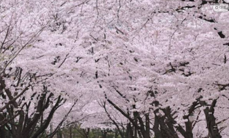 강남 벚꽃 사진