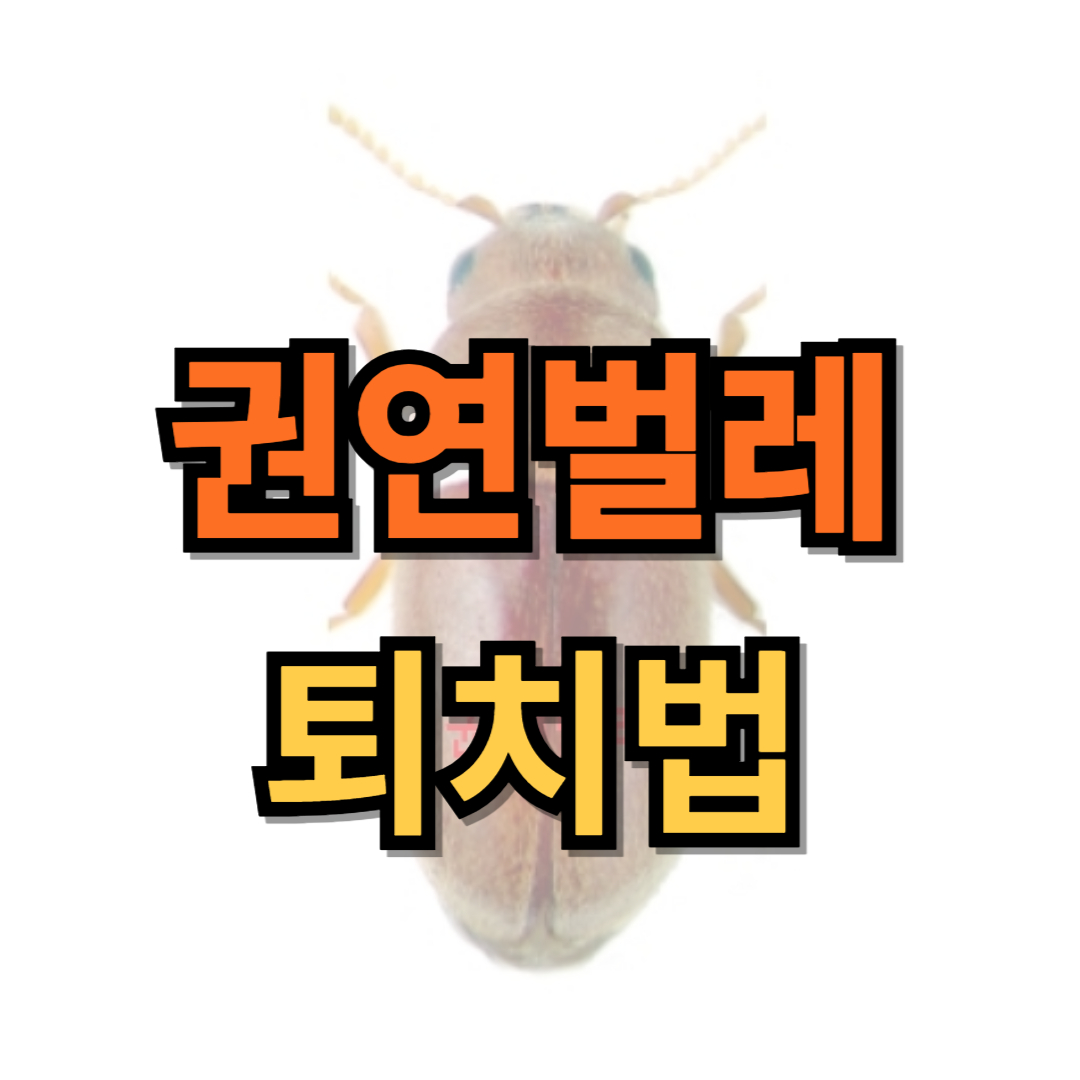 권연벌레 퇴치법