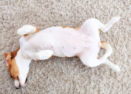 개의 젖꼭지 응어리