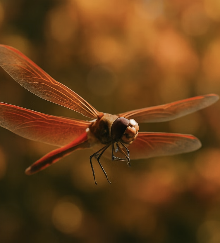 &amp;#39;고추잠자리&amp;#39; 이름의 비밀