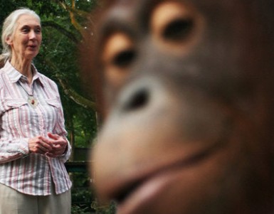 제인 구달 별세