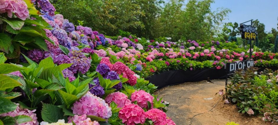  2025 태안봄꽃정원축제&amp;#44; 일정&middot;입장료 &middot; 튤립부터 유채꽃까지! 태안 봄꽃정원 100배 즐기는 꿀팁 그리고 태안 가볼만곳 까지 !!