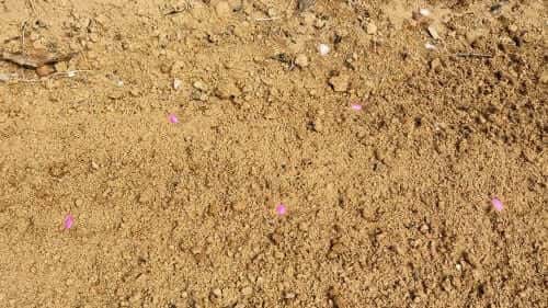 호박-애호박-단호박-늙은호박-맷돌호박-씨앗-파종방법-심는방법