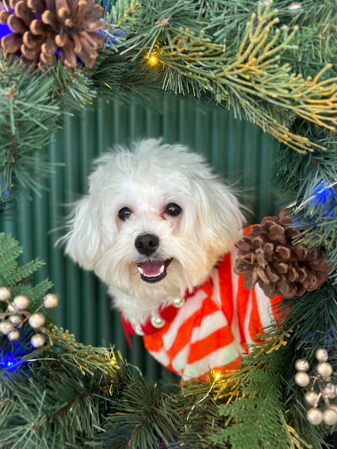 유치원에서 사진 찍어줌