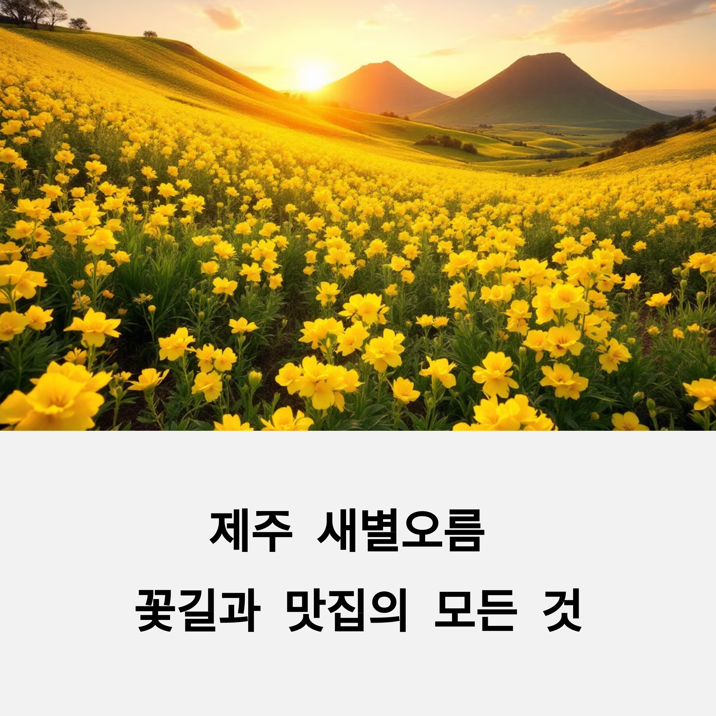 제주 새별오름 유채꽃