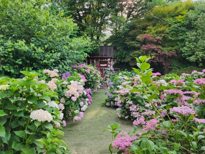 율봄식물원 수국 사진