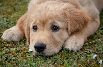 강아지 사료 추천