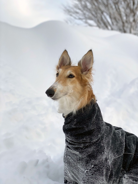 러시아귀족견 울프하운드 보르조이 Borzoi борзая