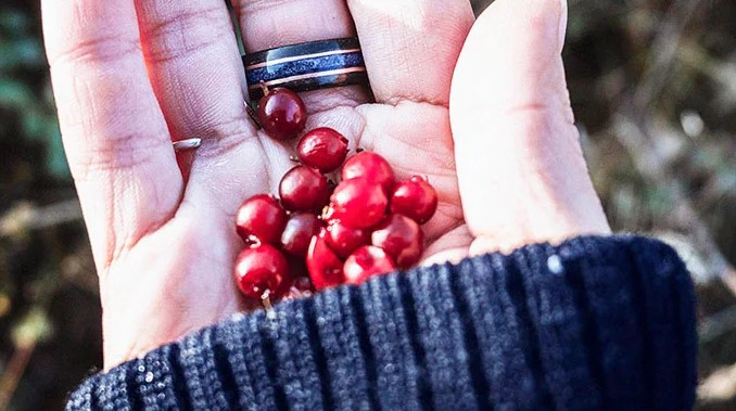 링곤베리 퓨레 효능 9가지