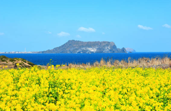 제주 유채꽃 시기