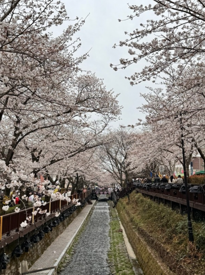 벚꽃 명소 추천