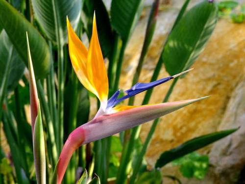 극락조 : 스트렐리치아(strelitzia)
