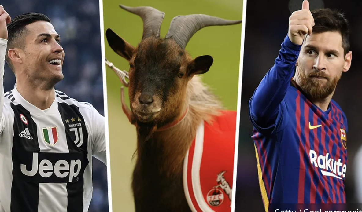 goat