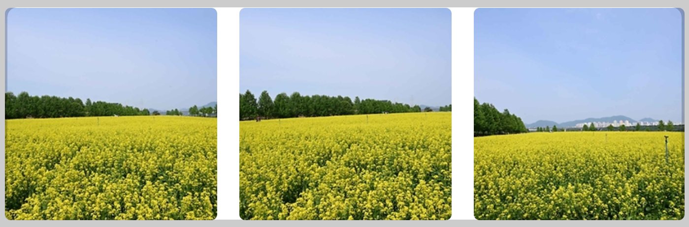 전국 유채꽃 축제 일정