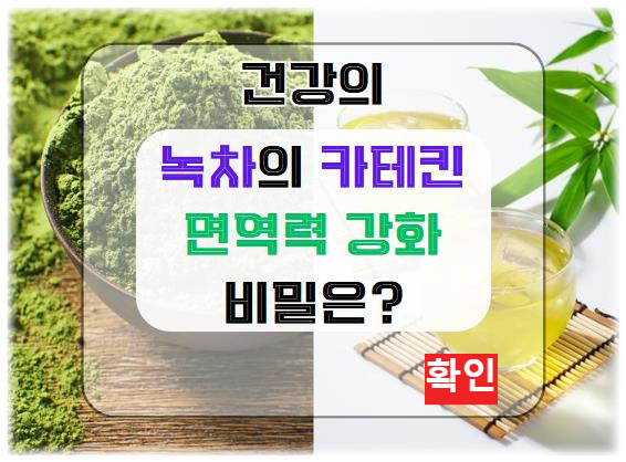 녹차의 카테킨: 면역력 강화와 건강의 비밀은?
