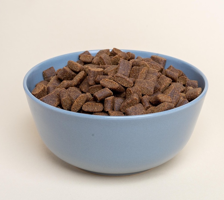 강아지 밥 안 먹는 이유, 알고 보니 이런 이유가?