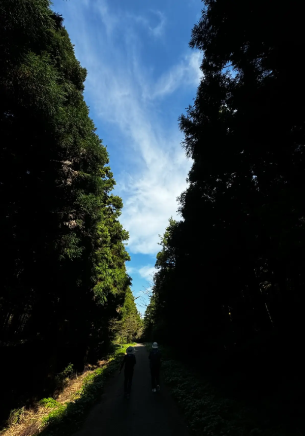 사려니숲길 삼나무