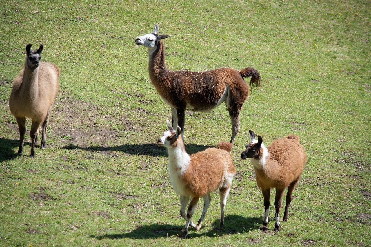 주의를 살피며 안전하게 있는 라마 가족