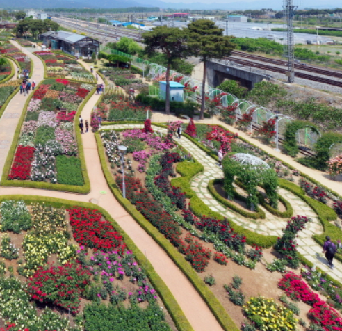 곡성세계장미축제